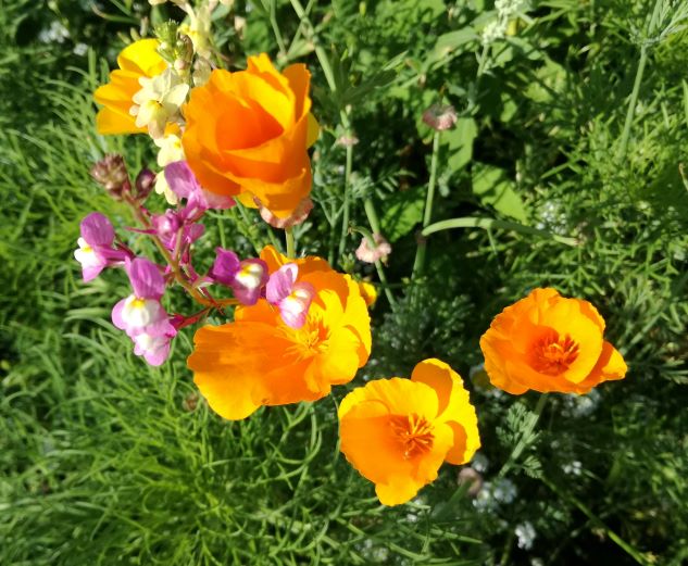 Sommerblumen
